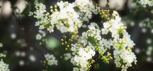 flowering tree branch in springtime, closeup of white blossoms in sunshine, floral beauty in nature concept for condolence card, selective sharpness - obrazy, fototapety, plakaty