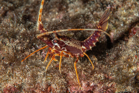 Spiny Lobster  ( Palinurus elephas ). İzmir, Turkey.