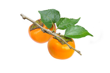 Persimmon fruit with green leaves on tree branch isolated on white background.