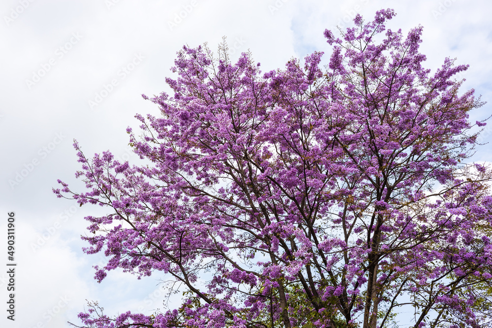 Wall mural a view of the beautiful purple bungor flowers blooming on their trees..