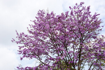 A view of the beautiful purple Bungor flowers blooming on their trees..