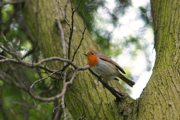  Bird robin redbreast  siting on a branch of white cedar tree  in early spring day. Wildlife animal's  photo outdoors.