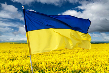 Yellow rape field on blue sky background. Ukrainian national flag colors. Landscape photography