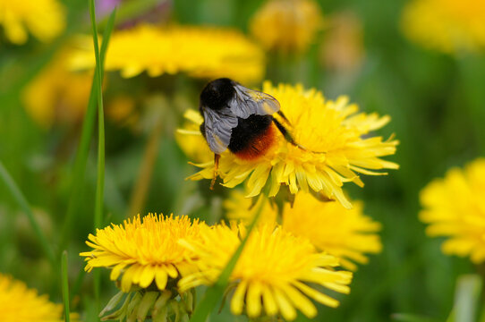 Bumblebee  in pollen siting on the  yellow dandelon flower . Animal's  and insects photo outdoors. Insects closeup photo.