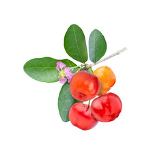 Fresh aerola cherry with flower and green leaves on branch isolated on white background.