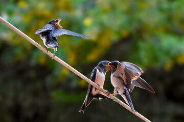 Mother swallow feeding her two swallow chicks on a cable - obrazy, fototapety, plakaty