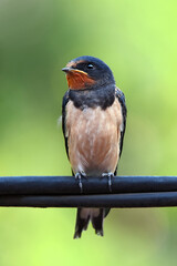 Swallow on a cable closeup, blurry background