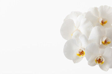 Obraz premium Branch of beautiful white orchid on white background with copy space (selective focus)