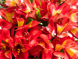 Red alstroemeria flowers bouquet closeup floral background, lily of incas