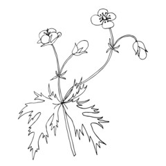 Silhouette of buttercup on white background. Wildflower. Isolated vector hand drawn element. Outline illustration