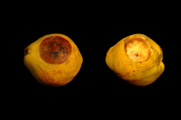 rotten and hollowed quinces were compared with black background. 