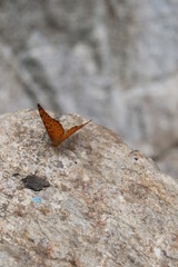 butterfly on rock