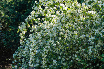 Flowering bushes of jasmine Philadelphus coronarius sweet chubushnik in Adler arboretum 