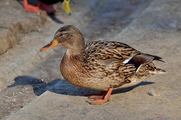 Duck is a representative of birds from several genera of the duck family: piebald ducks, diving ducks, savki, river ducks, steamer ducks, musk ducks and crumbs; in total, more than 110 species. Ducks 