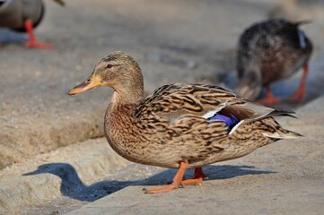 Duck is a representative of birds from several genera of the duck family: piebald ducks, diving...