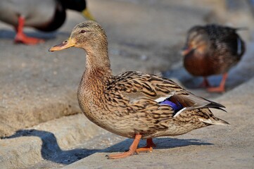 Duck is a representative of birds from several genera of the duck family: piebald ducks, diving ducks, savki, river ducks, steamer ducks, musk ducks and crumbs; in total, more than 110 species. Ducks 