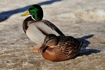 Duck is a representative of birds from several genera of the duck family: piebald ducks, diving...