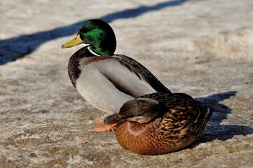 Duck is a representative of birds from several genera of the duck family: piebald ducks, diving ducks, savki, river ducks, steamer ducks, musk ducks and crumbs; in total, more than 110 species. Ducks 