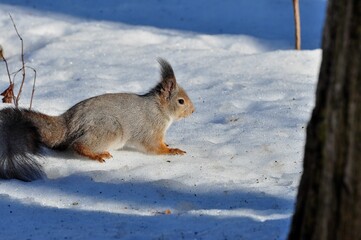 Duck is a representative of birds from several genera of the duck family: piebald ducks, diving ducks, savki, river ducks, steamer ducks, musk ducks and crumbs; in total, more than 110 species. Ducks 