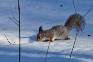 Duck is a representative of birds from several genera of the duck family: piebald ducks, diving ducks, savki, river ducks, steamer ducks, musk ducks and crumbs; in total, more than 110 species. Ducks 