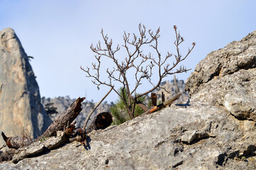 Sicilian sumac growing on the rock