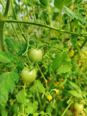 Fototapeta premium Green tomatoes. Tomato bushes in the greenhouse