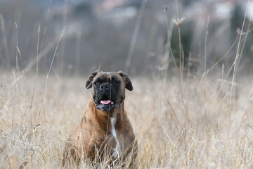 Chien de race boxer 