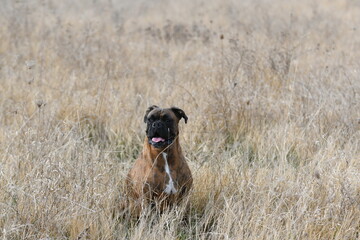 Portrait d'un chien mâle boxer