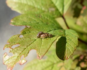 Mating pair of Pyrrhalta viburni on viburnum leaf