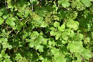 Viburnum leaves damaged by Pyrrhalta viburni pest