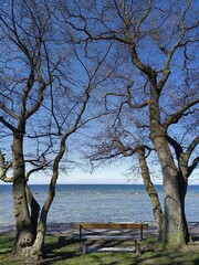  rear view of a bench next to two trees facing the baltic sea