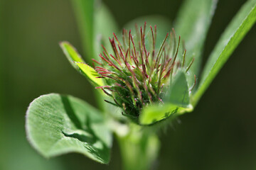 Fototapeta premium Red clover ( Trifolium pratense ) plant close-up with green bud and leaves