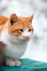 An and white orange cat sitting on the blue wooden bench looking away from camera with it's eyes particially closed