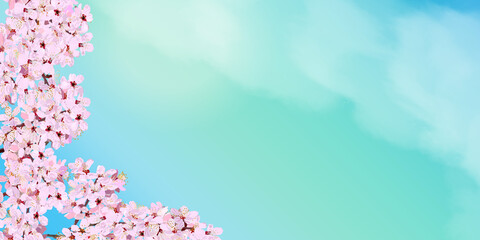 Spring flowers, cherry blossom banner. vector illustration, copy space, background, ad, sign, website, flyer, greeting card, pink, light blue, frame