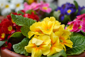 colorful blooming primulas close up
