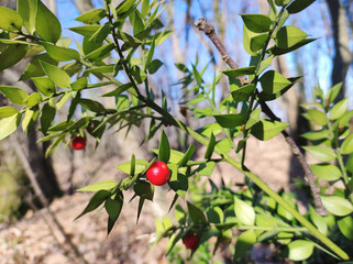 branch with green leaves and red berries close up