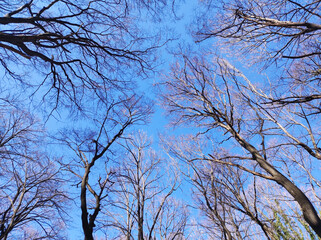 naked tree crowns with blue sky in the background