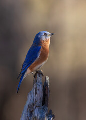 bluebird 