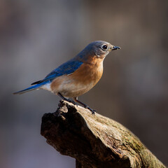 bluebird 