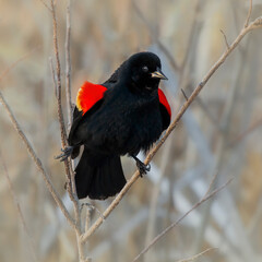 red winged blackbird