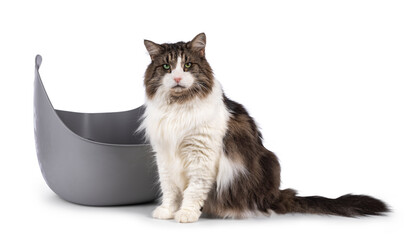 Handsome senior Norwegian Forestcat cat, sitting in front of grey basket like cat litter box. Looking straight toward camera. Isolated on a white background.