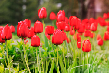 Deep Red Tulips Growing in the Garden in the Spring.