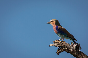 A colorful lilac-breasted roller sitting on tree during safari in Tarangire National Park, Tanzania.