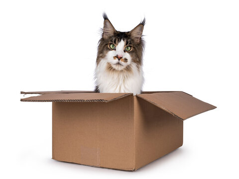 Handsome Maine Coon Cat, Sitting In Brown Carton Box. Looking Straight Toward Camera. Isolated On A White Background.