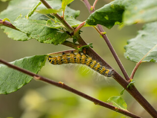 Buff-tip Moth Caterpillar Eating a leaf