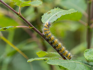 Buff-tip Moth Caterpillar Eating a leaf