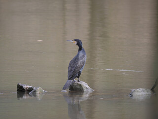 Auf einem Stein sitzender Kormoran an einem Fluss (Main, Würzburg, Europa)