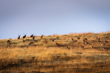 Naklejka na ściany i meble Herd of deers in wet meadow, Scotland, UK with blue sky in background.