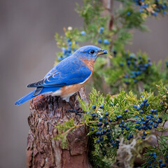 bluebird eating berries © Hal Moran