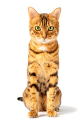 Bengal cat sits on a white background and looks into the camera.